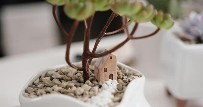 Aeonium Green Tea Succulent in a white ceramic pot with decorative small house