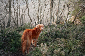 Naklejka premium Red dog in a foggy mystical forest. Nova Scotia duck tolling retriever in nature. Hiking with a pet. forest fairy tale