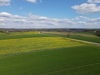 Landscape with blooming rapeseed fields, growing wheat fields and a blue sky in spring