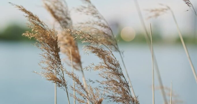 Dry reeds sway in the wind. Close-up. Lake and high-rise buildings on a blurred background.