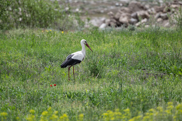storks on a green grassy meadow looking for food on a sunny spring day