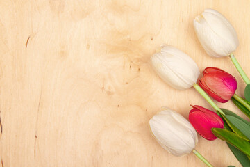 Tulip flowers on wooden background with copy space. Vibrant tulips on rustic wooden backdrop.