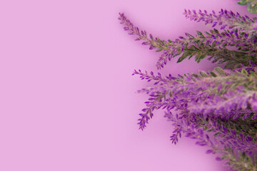 Mock-up lavender background with copy space. Lavender flowers lie on a lavender color table...
