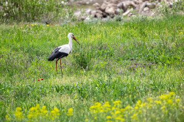 storks on a green grassy meadow looking for food on a sunny spring day