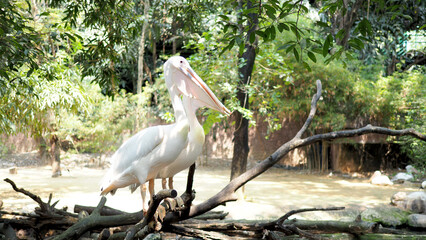 Great white pelican bird inside at a zoo.