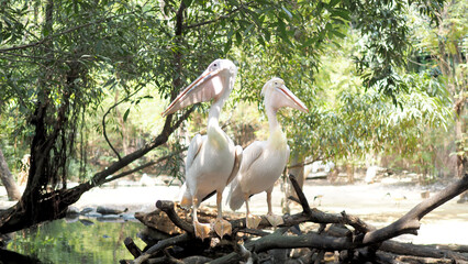 Great white pelican bird inside at a zoo.