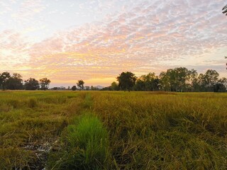 sunset over the field