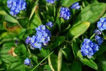  Les petites fleurs bleues dans le jardin, au printemps, des myosotis