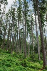 Fototapeta na wymiar Schwarzwald forest in southwestern Germany