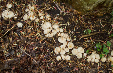 Row of St. George's mushrooms, growing on an underground root of a dead tree