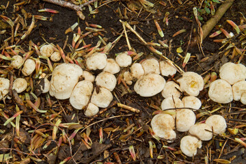 Row of St. George's mushrooms, growing on an underground root of a dead tree