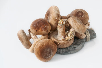 Shiitake mushrooms on the white background