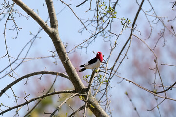 Red-headed Woodpecker,(Melanerpes erythrocephalus) bird in spring in the park during nesting