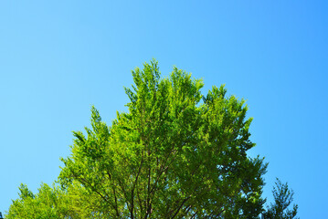 青空に映える新緑