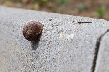 A snail on a concrete block is visible.