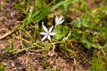 Ornithogalum flowers. beautiful bloom in the spring garden. Many white flowers of Ornithogalum. Ornithogalum umbellatum grass lily in bloom, small ornamental and wild white flowering