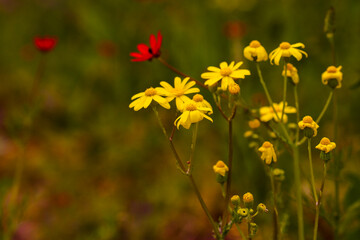 Yellow daisy flowers field are blooming under morning sunlight in spring 