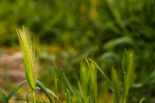 fresh green barley or jau for organic farming and beverage and food industry