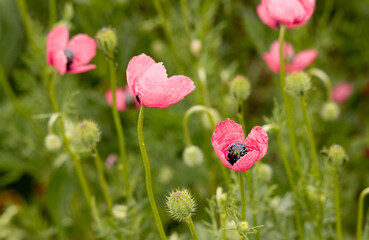 Naklejka premium flower, nature, flora, beautiful, natural, outside, plant