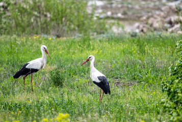 storks on a green grassy meadow looking for food on a sunny spring day