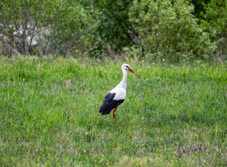 storks on a green grassy meadow looking for food on a sunny spring day
