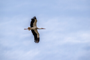 stork with outstretched wings in flight against the sky on a sunny spring day