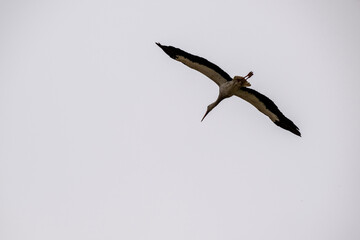 stork with outstretched wings in flight against the sky on a sunny spring day