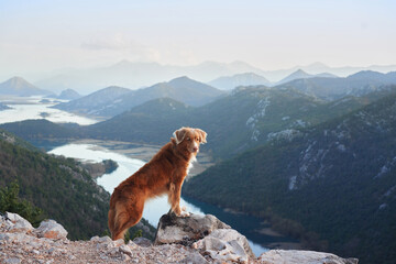 The dog stands in the mountains on bay and looks at the river. Nova Scotia duck retriever in nature, on a journey. Hiking with a pet - obrazy, fototapety, plakaty