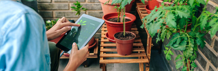 Unrecognizable woman using gardening app with artificial intelligence to care plants of her urban...