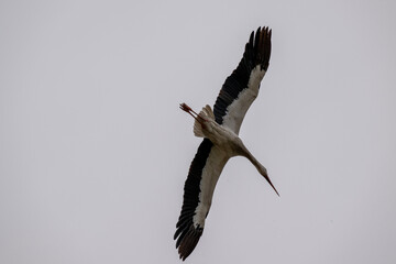 stork with outstretched wings in flight against the sky on a sunny spring day