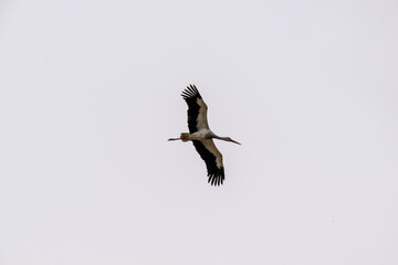 stork with outstretched wings in flight against the sky on a sunny spring day