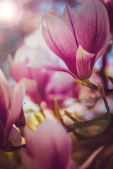 Kwitnące magnolie, wiosenny poranek, niebieskie niebo, miejsce na tekst.