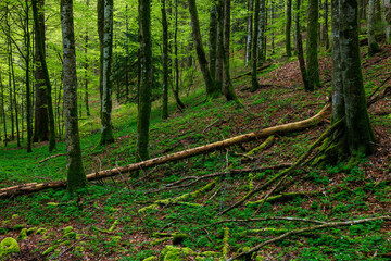 green forest in the swiss jura