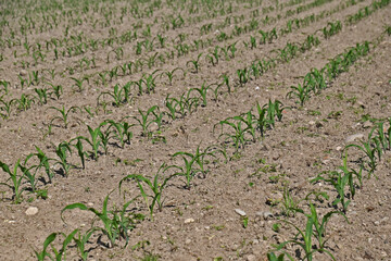 Campo di Mais nella campagna lombarda a Basiglio - Milano