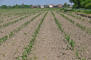 Obraz premium Campo di Mais nella campagna lombarda a Basiglio - Milano