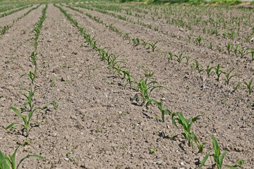 Campo di Mais nella campagna lombarda a Basiglio - Milano