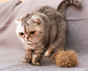 Naklejka na ściany i meble Calm relaxed gray scottish fold cat lies on gray sofa