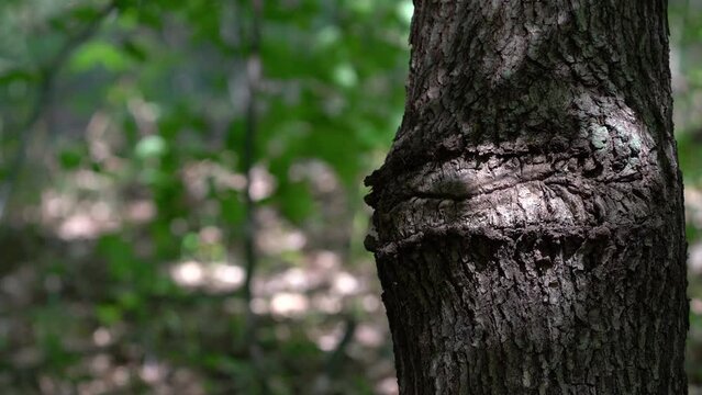 Deformation on Oak Tree, natural - (4K)