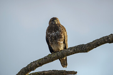 Common Buzzard (Buteo buteo) perched on a tree branch