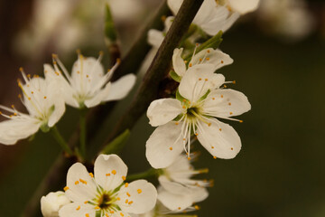 branch of a tree with buds