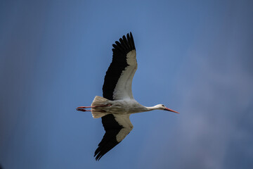 stork with outstretched wings in flight against the sky on a sunny spring day