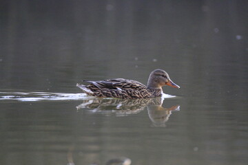 Stockente (Anas platyrhynchos)