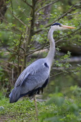 Graureiher (Ardea cinerea)