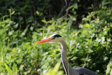 Graureiher (Ardea cinerea)