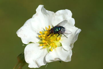 Male green bottle fly (Lucilia). Family blow flies, Calliphoridae. On a white flower of strawberry (Fragaria) of the family Rosaceae. Spring, May, Netherlands 