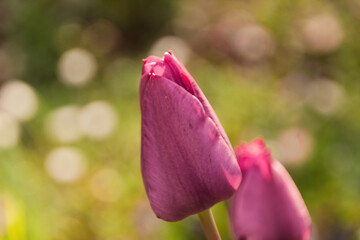 tulip in the garden