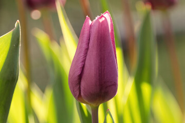 tulip in the garden