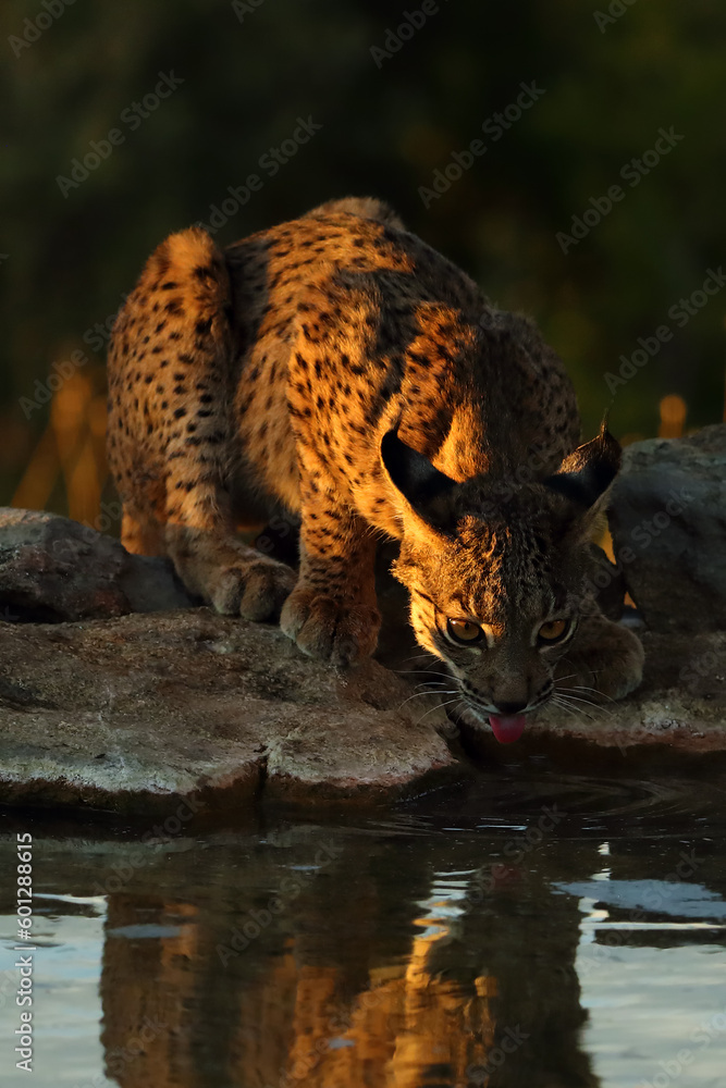 Sticker The Iberian lynx (Lynx pardinus), young lynx at the watering hole in yellow grass. Young Iberian lynx drinking from a pond and looking into the lens. A rare beast in an exceptional picture.