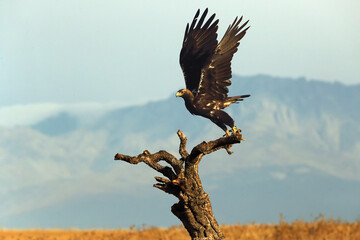 Spanish imperial eagle (Aquila adalberti), Iberian 
 eagle or Adalbert's eagle takes off from a cork oak in yellow grass with dark mountains in the background. Great eagle from the Iberian Peninsula.