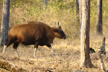The gaur (Bos gaurus), as the Indian bison, a large cow in a dry deciduous tropical forest. With a lot of flies around the head and back. The largest bison in the natural environment. 